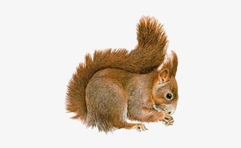 Squirrel Removal - Wild Animal Png, transparent png #3758677