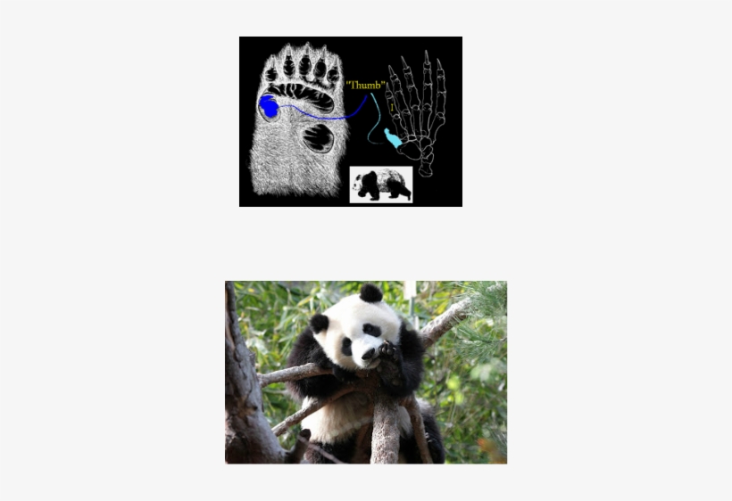 If You Look At It My Way, Pandas Look Like A Walking - Panda Thumb, transparent png #3758679