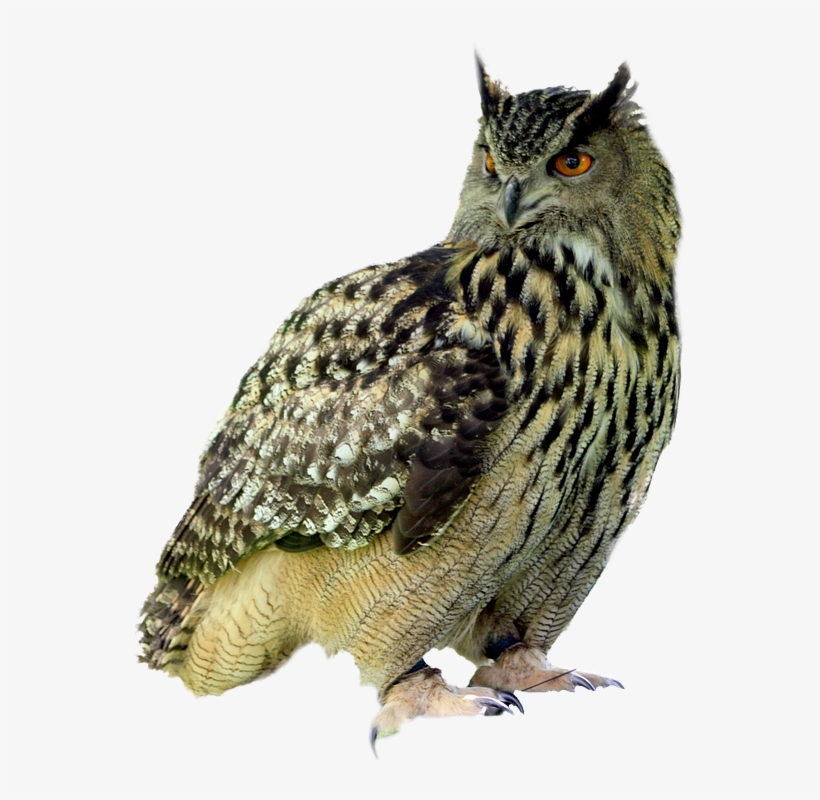 Night Bird Png, transparent png #3758704