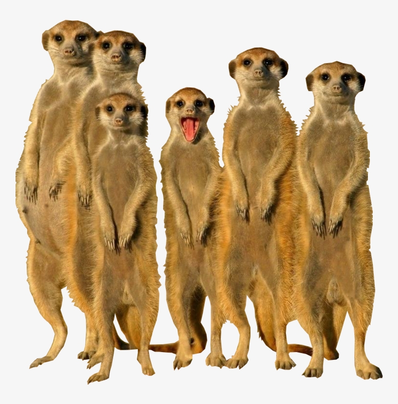 Thumb Image - Meerkat Animal, transparent png #3758744
