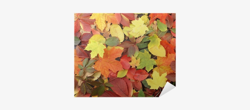 A Beautiful Autumn Background Image Of Fallen Leaves - Fall Leaves On The Ground, transparent png #3758841