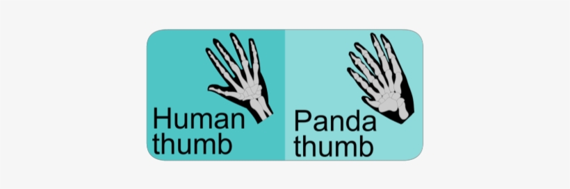 The Adaptations Of The Giant Panda - Humanet, transparent png #3758943