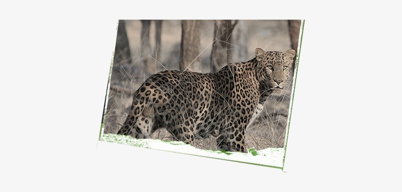 Menu - Ranthambore National Park Animals, transparent png #3758984