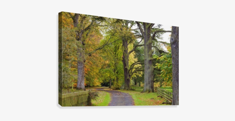 A Path Covered With Fallen Leaves And Trees In Autumn - Supplier Generic A Path Covered With Fallen Leaves, transparent png #3759007