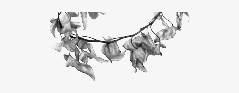 Dark-flower - Net - - Sketch, transparent png #3759210
