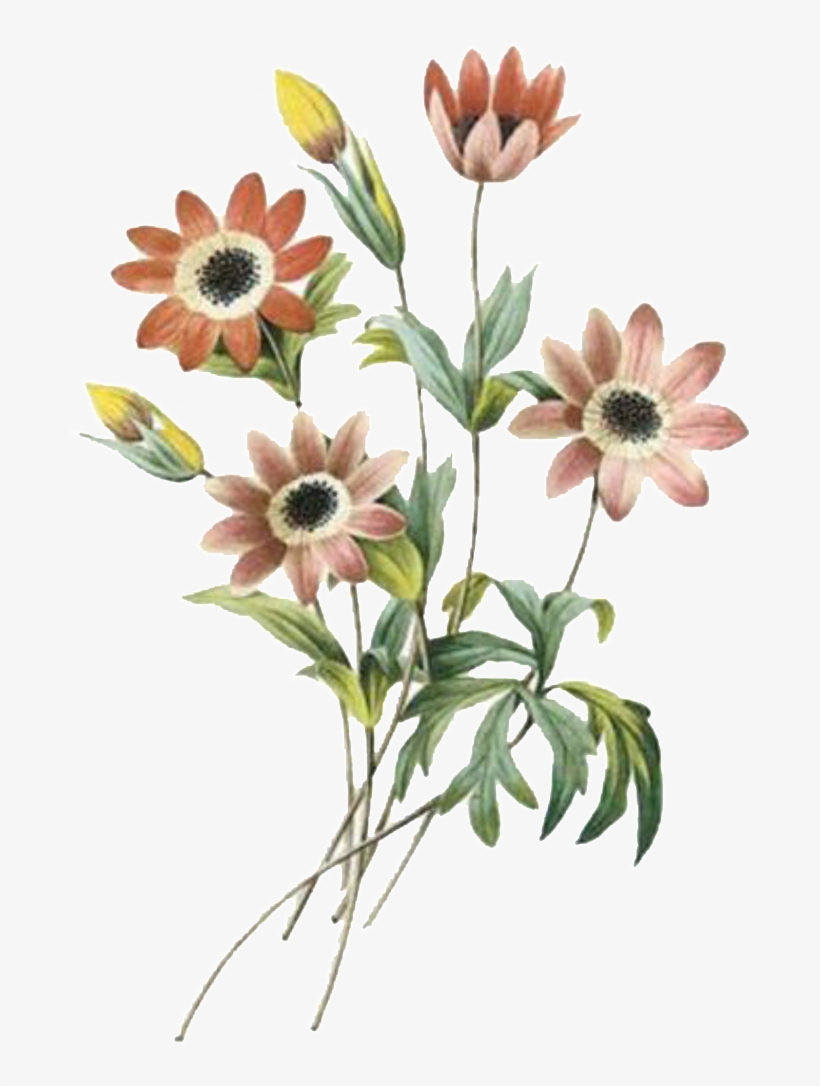 Elegant Dark Flower Hand Painted Chrysanthemum - Redoute The Book Of Flowers, transparent png #3759316