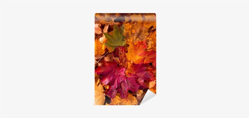 Colorful And Bright Background Made Of Fallen Autumn - Black Maple, transparent png #3759320