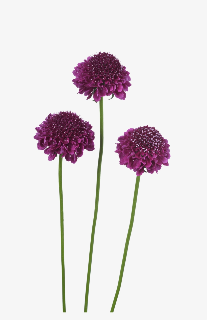 Download Image - Gilliflower, transparent png #3759402