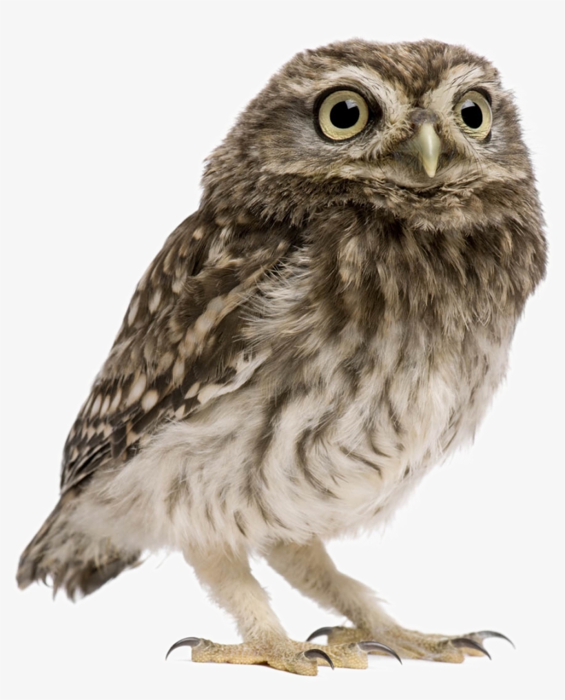 Owl Png Image Transparent Background - Owl With No Background, transparent png #3759431