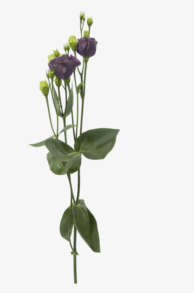 Lisianthus Rosanne Black Pearl - Cut Flowers, transparent png #3759804