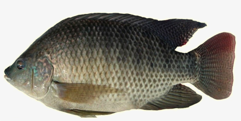 Tilapia - Tilapia Fish Png, transparent png #3759809