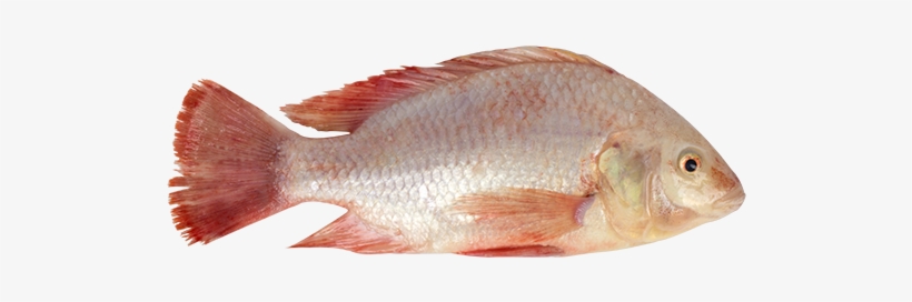Ontario Farmed Tilapia - Ocean Hooks, transparent png #3759868