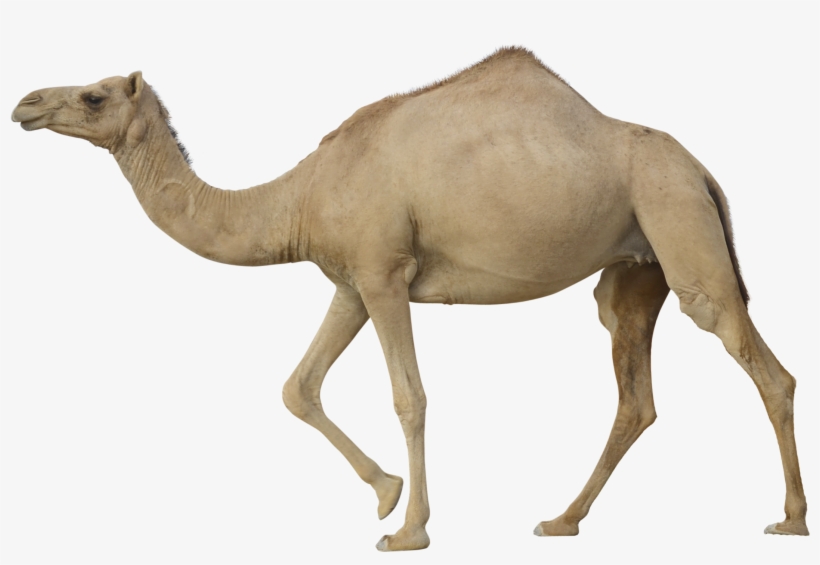 Camel Png - Transparent Camel, transparent png #3759870