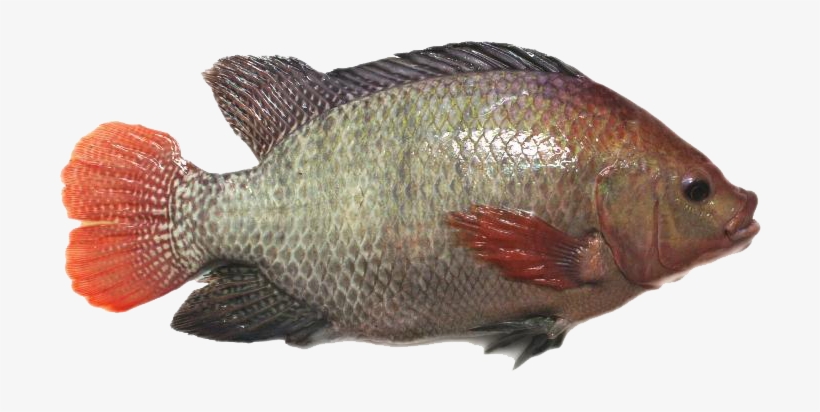 Til-aqua Silver - Til Aqua, transparent png #3759919