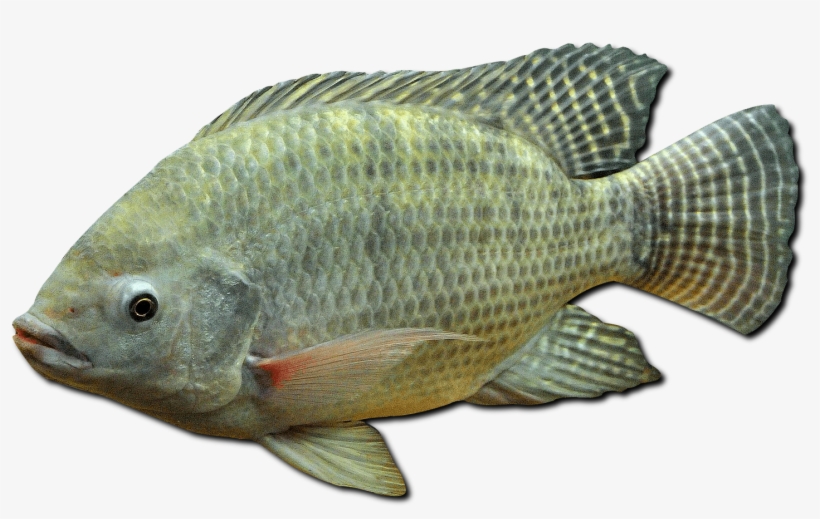 Dica Para Pescar Tilápia Em Represas - Tilapia Do Nilo Png, transparent png #3759942
