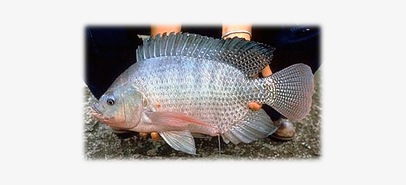 Tilapia Champion, ] - Tilapia Del Nilo Oreochromis Niloticus, transparent png #3760062