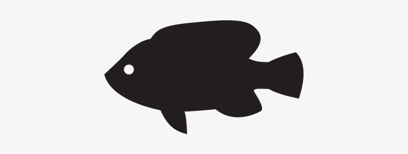 Tilapia, transparent png #3760093
