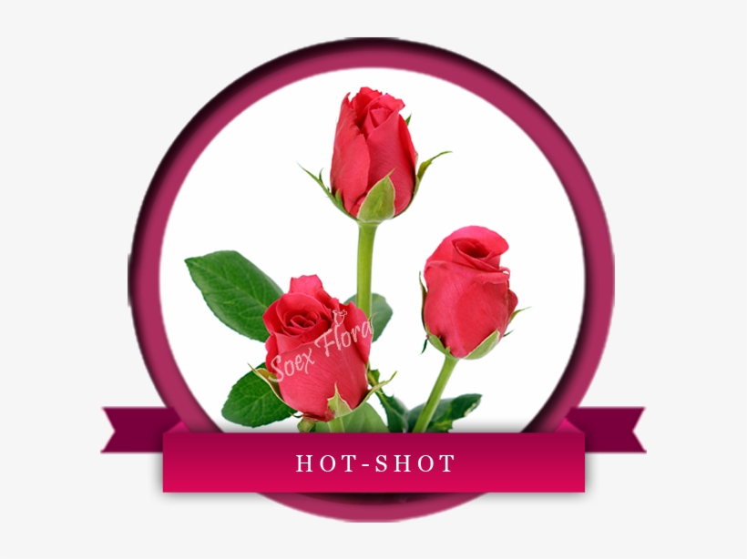 Fuschia Pink Rose Hot Shot Has Dark Pink Petals With - Europe, transparent png #3760118