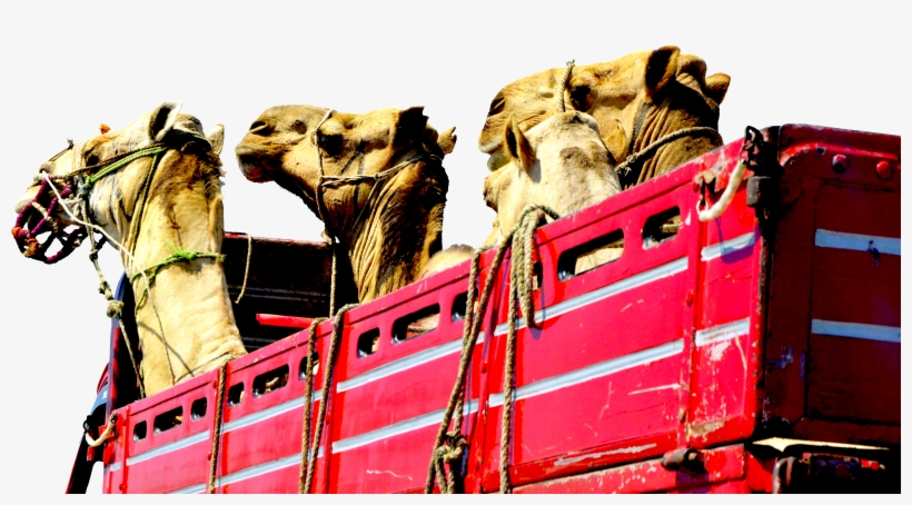 Camels Truck Heads Red Transport 1601420 - Camel Editing Effects Png, transparent png #3760121