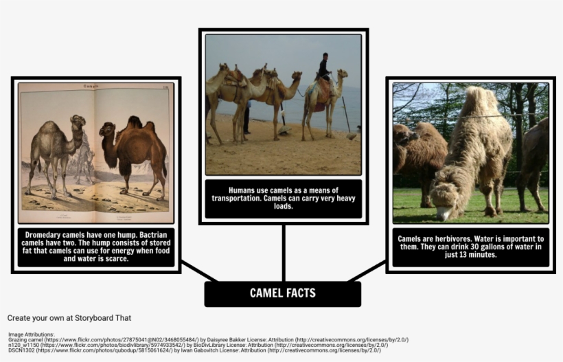 How The Camel Got His Hump - Fun Facts About Dromedary Camel, transparent png #3760204