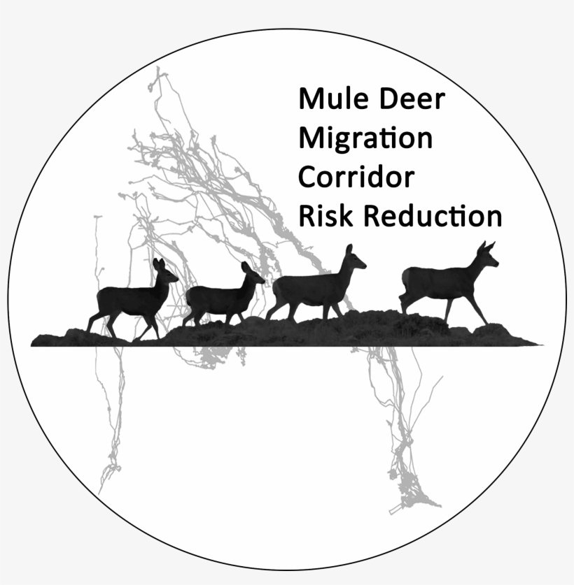 Share - Mule Deer, transparent png #3760257