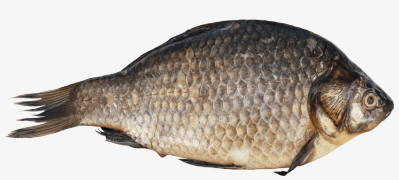 Free Png Fish Png Images Transparent - Fish Png, transparent png #3760322