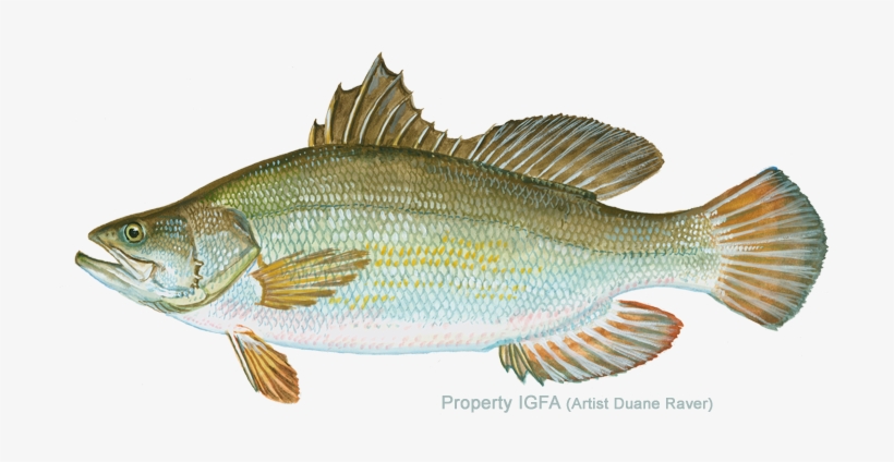 Nile Perch Free Transparent Png Download Pngkey Nile Perch Free Transparent Png Download Pngkey