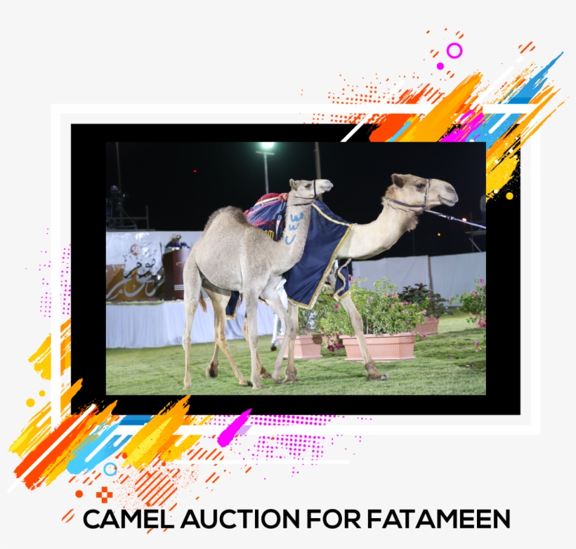 Camel Racingcamelssports - Arabian Camel, transparent png #3760440