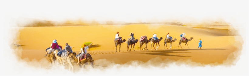 Camel Trekking Tour - Sahara, transparent png #3760797