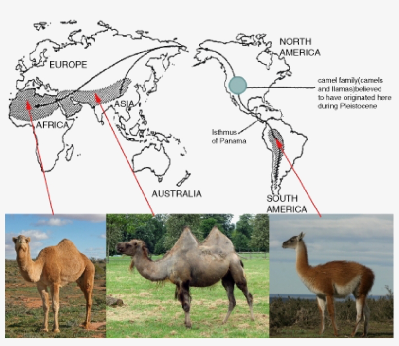 Evolution Of Camels And Llamas, transparent png #3761156