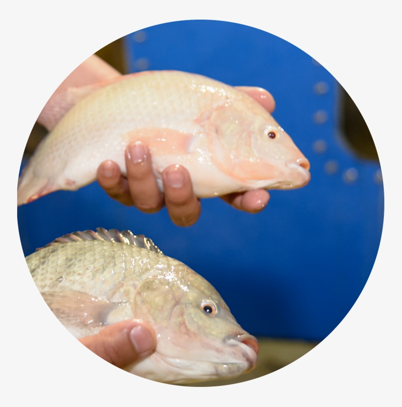 Result - Tilapia - Tilapia, transparent png #3761386