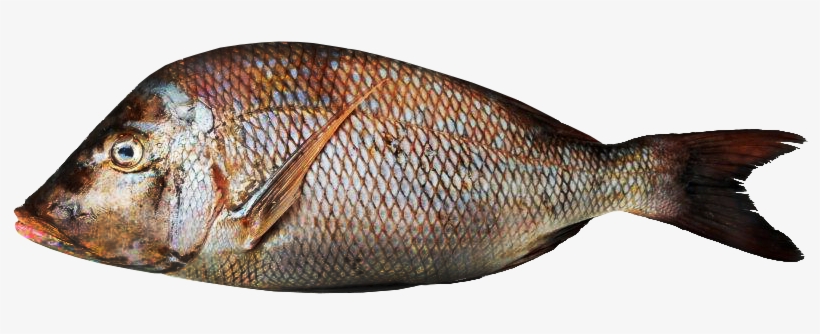 Shei'rii - United Arab Emirates, transparent png #3761515