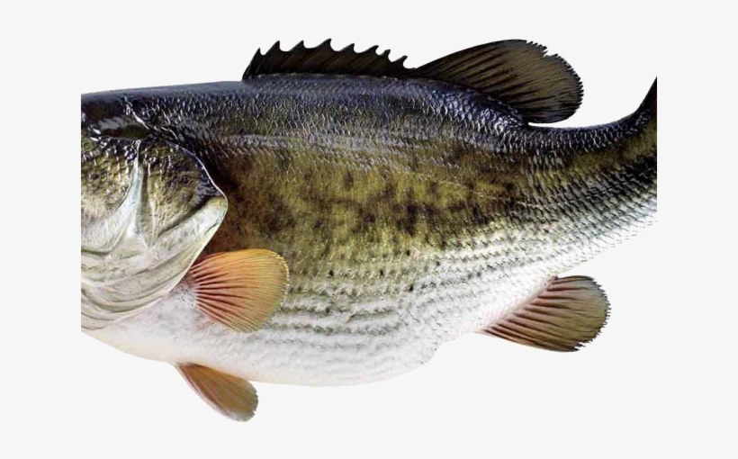 Grouper Clipart Tilapia - Loksak Opsak 12x20 Set À 2 Pcs (schutzhülle), transparent png #3761637