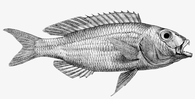 Nemipterus Hexodon, transparent png #3761794