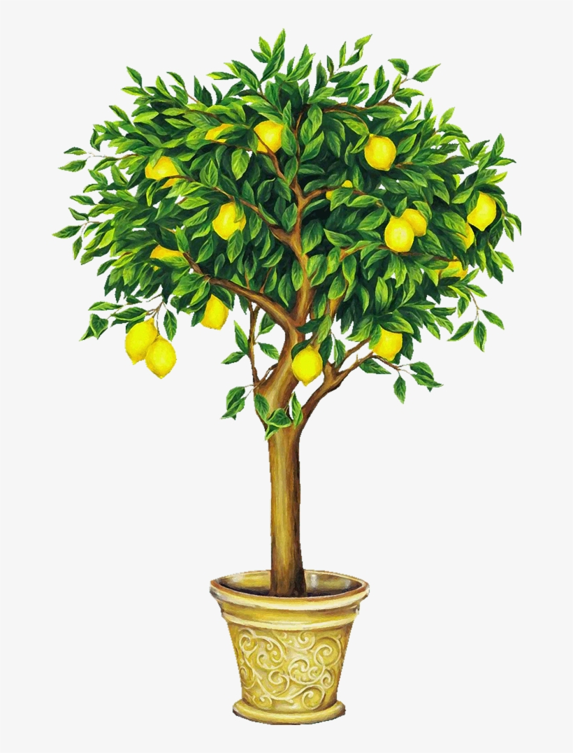 Lemon Tree Song In Chinese - Lemon Tree Drawing, transparent png #3762502