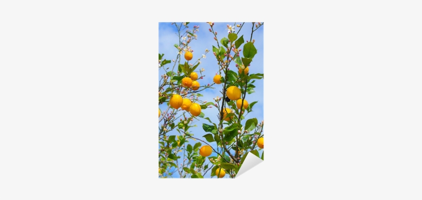 Lemon, transparent png #3762985