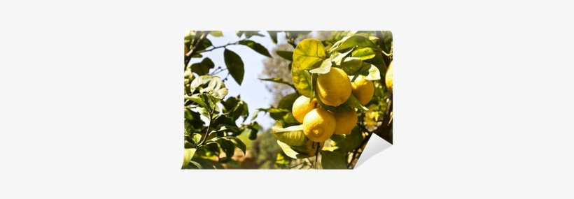 Sea, transparent png #3763103