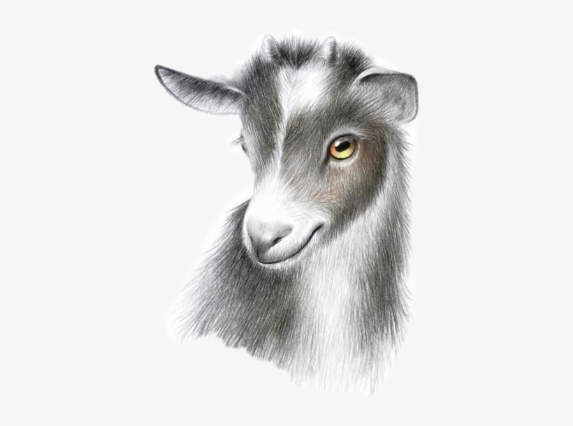 Goat, transparent png #3764506