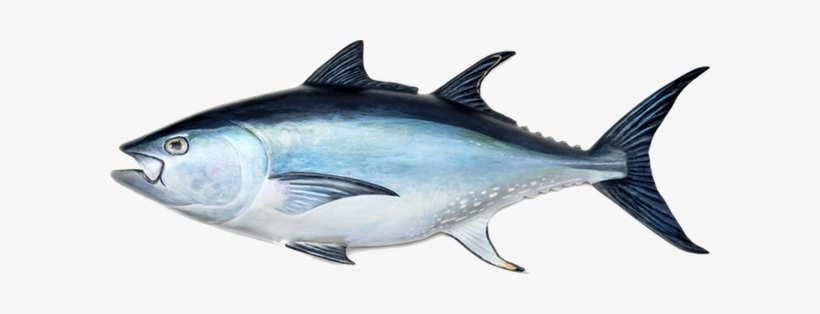 Top Tuna Fish Spots Include Saltwater Environments - Tuna Fish Stock, transparent png #3766253