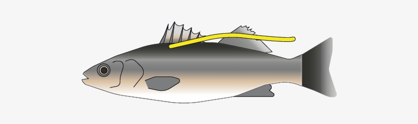 Providing Open And Transparent Evidence - Tiger Shark, transparent png #3766389
