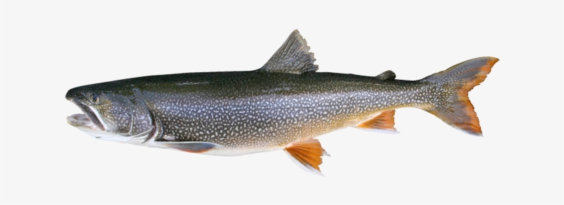 For Milwaukee And Racine Lake Michigan Charter Fishing - Lake Trout, transparent png #3766517