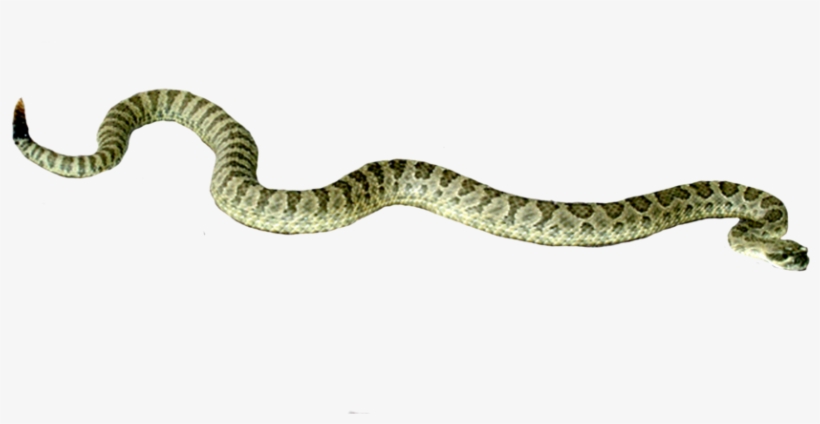 Free Icons Png - افعى Png, transparent png #3767315