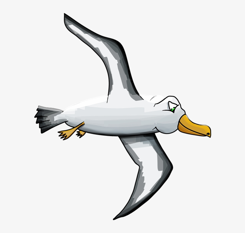 Svg Freeuse Library Png Transparent Images Pluspng - Albatross, transparent png #3767536