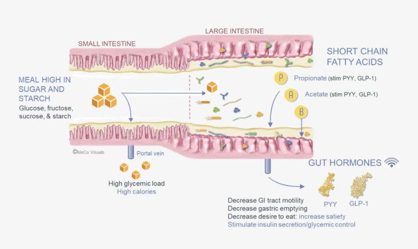 Pathway Of A Meal High In Sugar And Starch - Diagram, transparent png #3767540