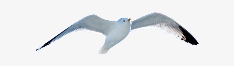 Чайка, Чайка В Полете, Gull, Gull In Flight, Möwe, - Чайка В Полете Пнг, transparent png #3767609