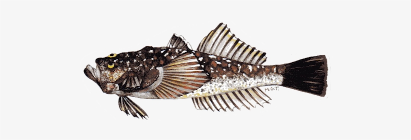 West Africa, transparent png #3767611