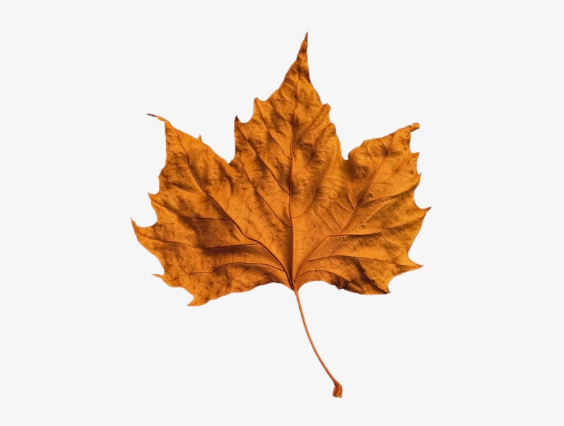 Forever, - Fall Png, transparent png #3767697