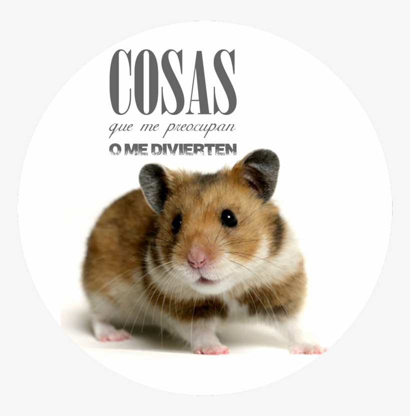 La Conduccion Rata - Hamster, transparent png #3767700