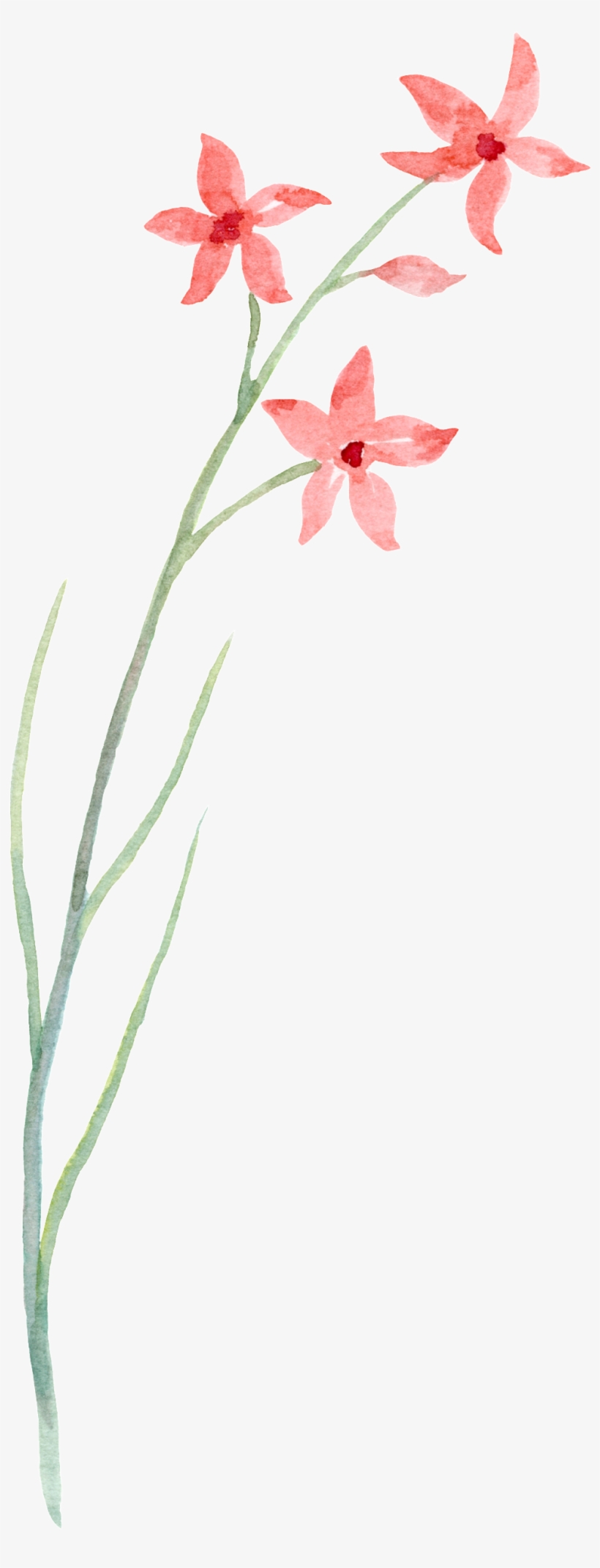 Simple Line Floral Transparent Decorative - Flower, transparent png #3768808