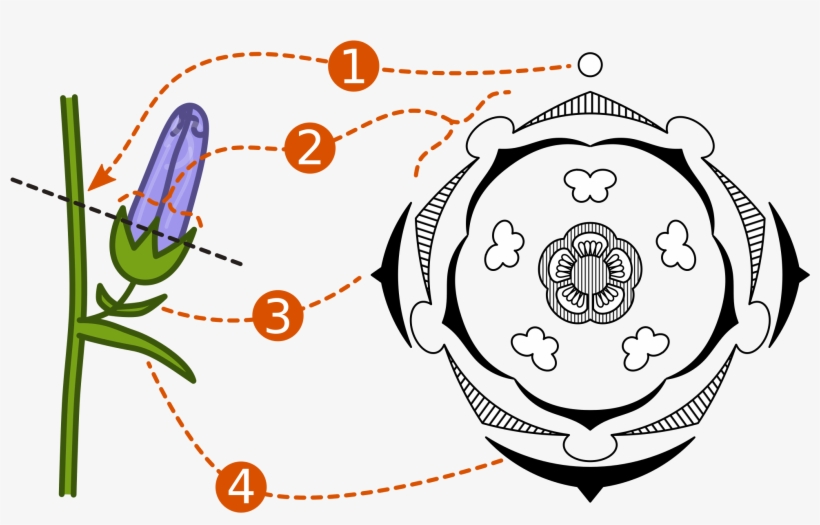 Open - Floral Diagram For Thevetia Peruviana, transparent png #3768846
